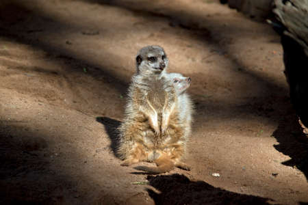 the  meerkats are standing guard protecting his tribeの写真素材