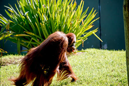 the orangutan is walking across the park while carrying a carrot in its teethの写真素材