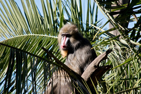 the mandrill is on top of a palm treeの写真素材