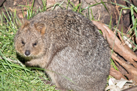 Small Australian quokka is eating grassの写真素材