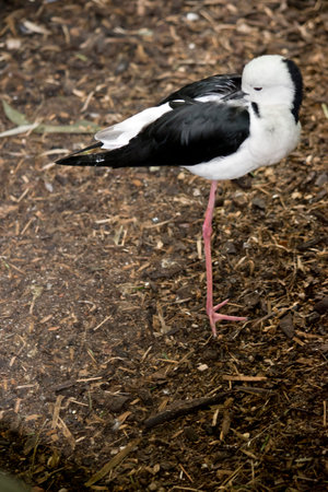 Black winged stilt is resting on one legの写真素材