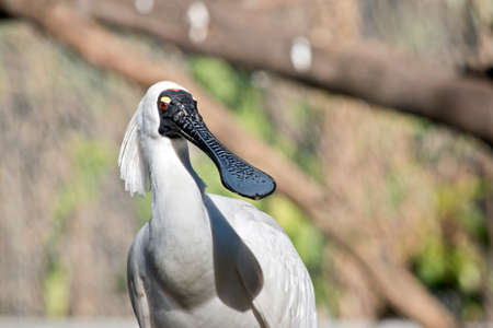 Close up of aroyal spoonbillの写真素材