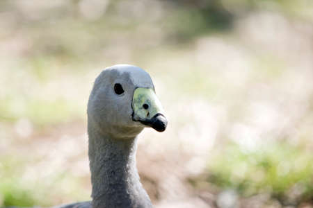 Close up of a cape barren gooseの写真素材