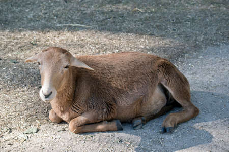 the kid is resting on a gravel pathの写真素材