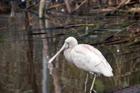 the yellow billed spoonbill is wading looking for foodの写真素材