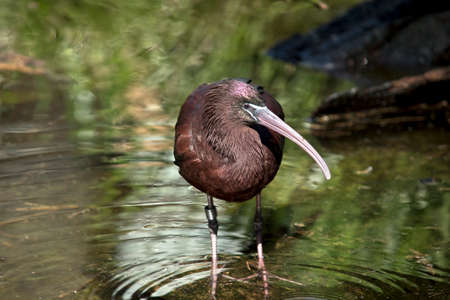the glossy ibis  is wading looking for foodの写真素材