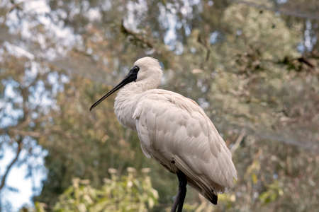 the royal spoonbill is standing on a treeの写真素材