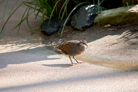 the buff banded rail is walking on a pathの写真素材