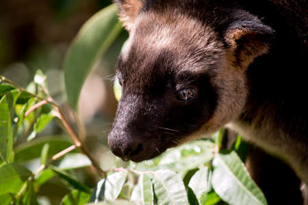 this is a close up of a Lumholtz Tree-kangarooの写真素材