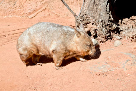 this is a side view of a common wombatの写真素材
