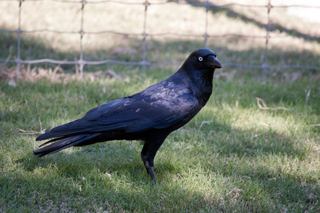 the Australian Raven is standing by a fence