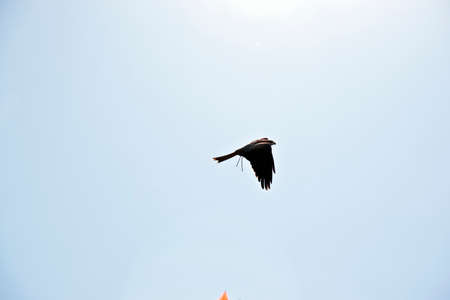 The black eagle is soaring high over headの写真素材