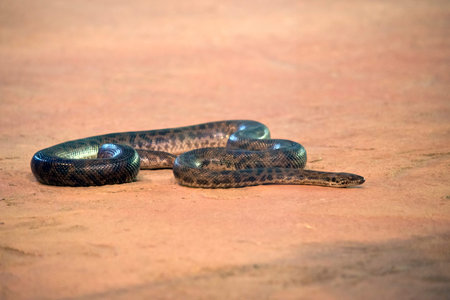 the snake is slithering across the sand