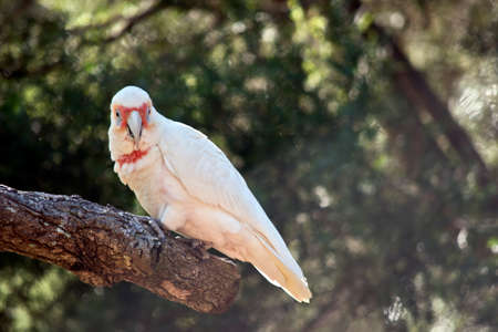 The long billed corella is resting on a tree branchの写真素材