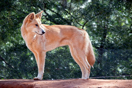 The golden dingo is standing looking for foodの写真素材