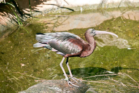 This is a side view of a glossy ibisの写真素材