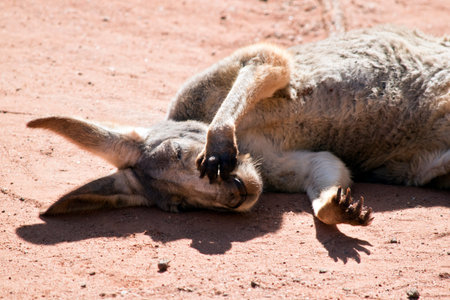 This is a close up of a female red kangaroo