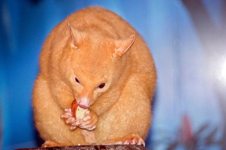 The possum is eating an apple