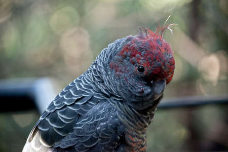 This is a close up of a gang-gang parrotの写真素材