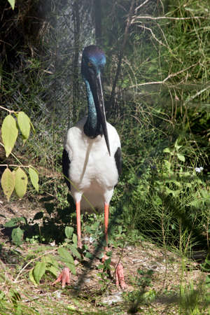The black necked stork is sitting in a fieldの写真素材