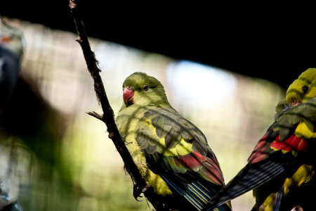 The superb parrot is perched on a tree branchの写真素材