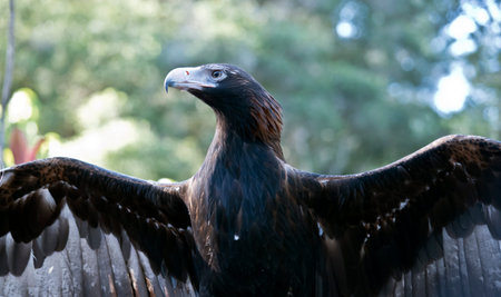 This is a close up of a wedge tailed eagle