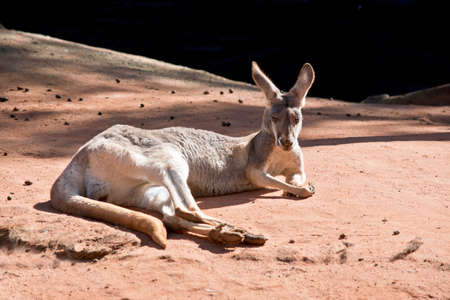 This is a close up of a female red kangarooの写真素材