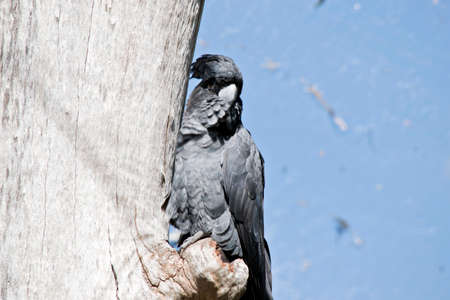 The red tailed black cockatoo is perched in a treeの写真素材