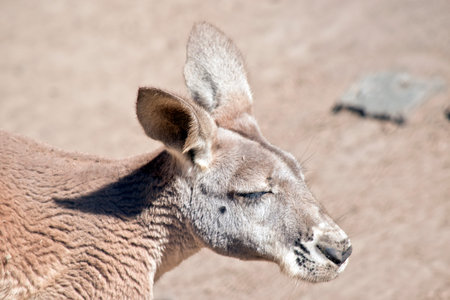 this is a close up of a red kangarooの写真素材