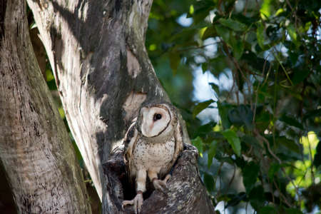 the lesser sooty owl is emerging from a tree hollowの写真素材