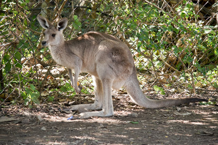 the eastern grey joey is next to a wire fenceの写真素材
