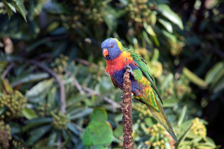 this is a close up of a rainbow lorikeet
