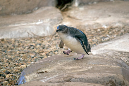 the fairy penguin is walking ona rockの写真素材