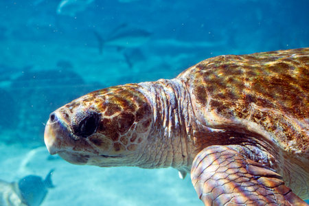 this is a close up of a tortoise