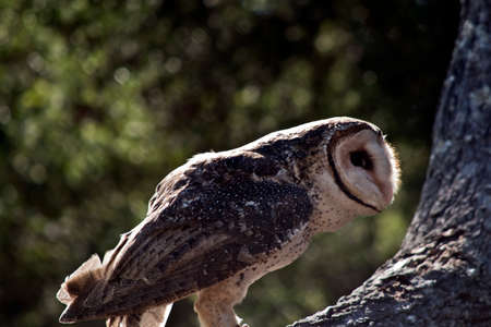 the lesser sooty owl is perched on a tree branchの写真素材