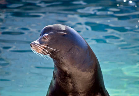 this is a close up of a sealの写真素材