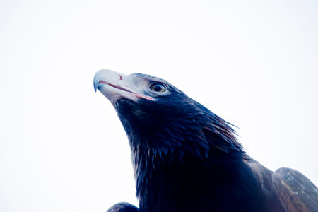 this is a close up of a wedge tail eagle