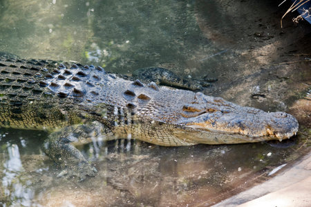 the salt water crocodile is emerging from the water