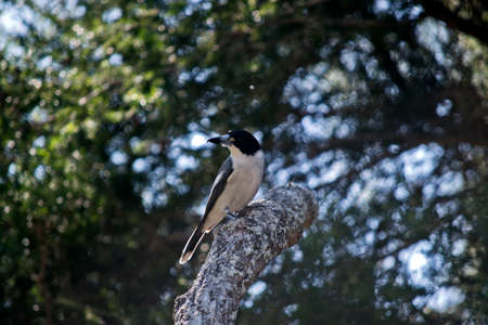 the butcherbird is perched in a treeの写真素材