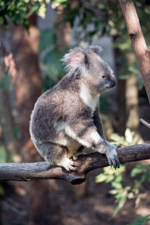 the koala is walking along a branchの写真素材