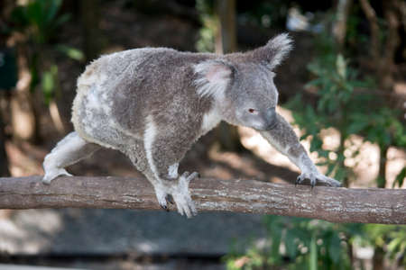the koala is walking along a branchの写真素材