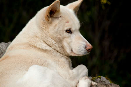 this is a close up of a white dingoの写真素材