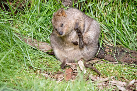 the quokka is scratching his chinの写真素材