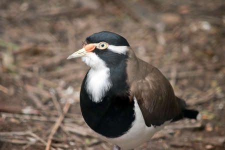 this is a close up of a banded lapwingの写真素材