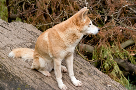 the golden dingo is sitting on a log