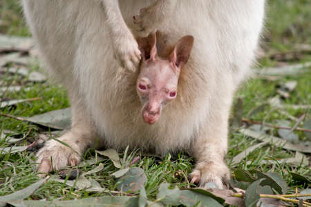 the infant joey stuck his head out of the pouchの写真素材