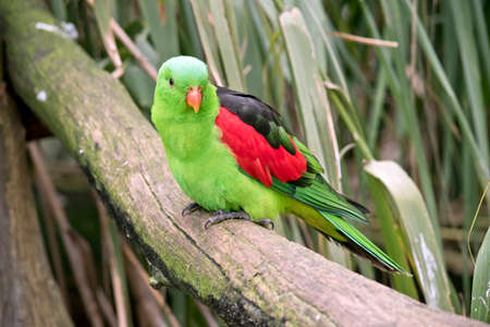 the red wing parrot is perched on a tree branchの写真素材