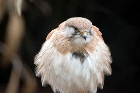 this is a close up of a nankeen kestrelの写真素材