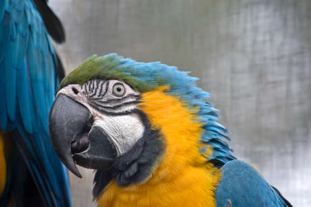 this is a close up of a blue faced honeyeaterの写真素材