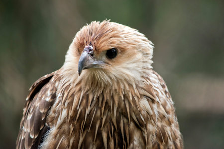 this is a close up of a black kite